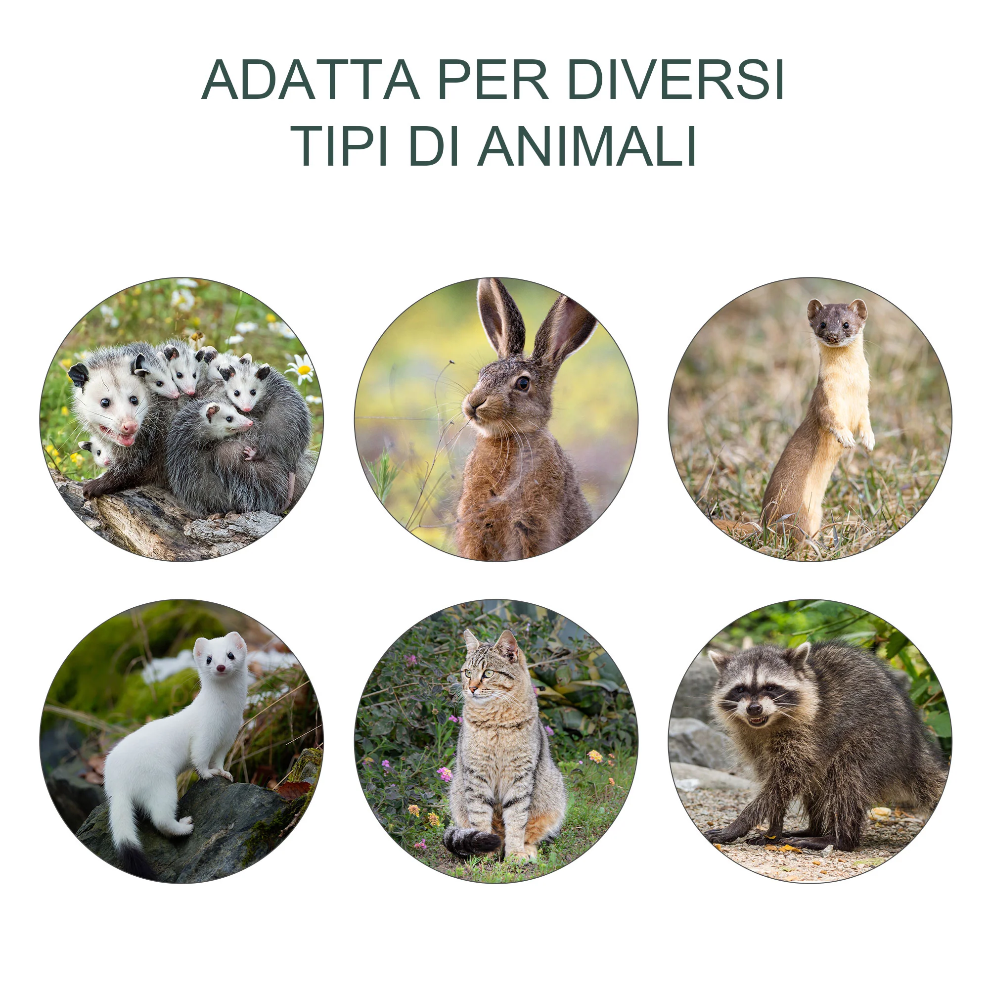 Immagine prodotto 4